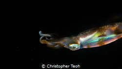 Curious Squid - Mactan, Cebu by Christopher Teoh 